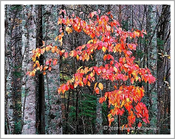 450698   Colorful foliage along Newfound Gap Road